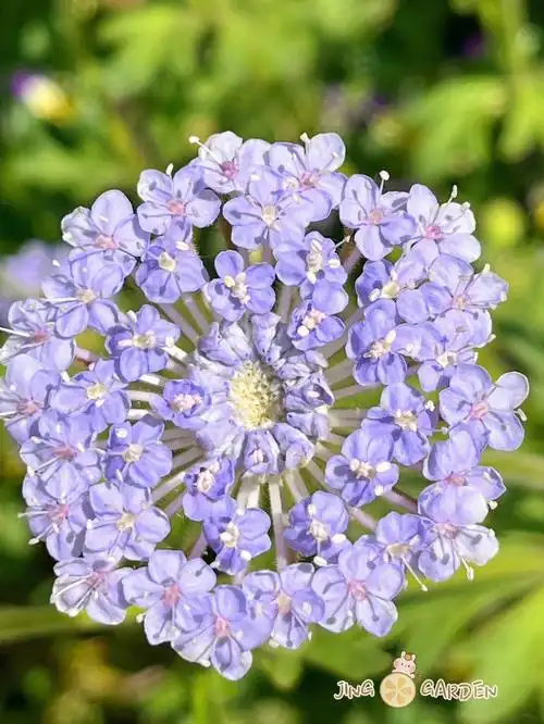 秋天一定要种下一棵翠珠花