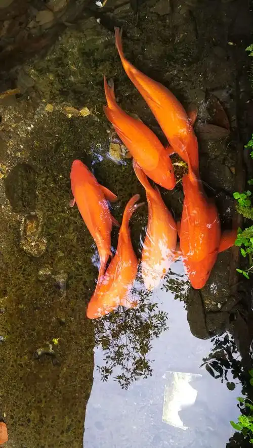 红鲤鱼与绿鲤鱼