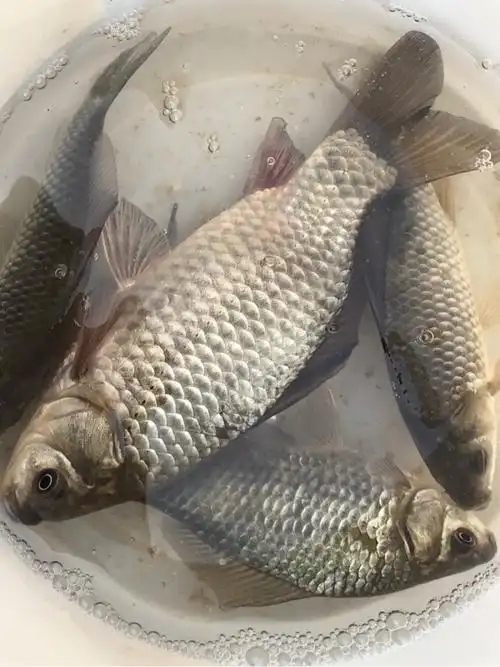 野钓浅水钓鲫鱼技巧_钓鲫鱼技巧_冬天钓鱼技巧野钓鲫鱼