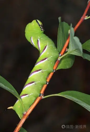 吃叶女贞鹰蛾毛虫