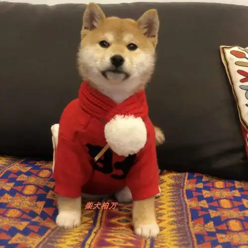 万同款柴犬中国新年围脖宠物围巾爱狗宠物服装