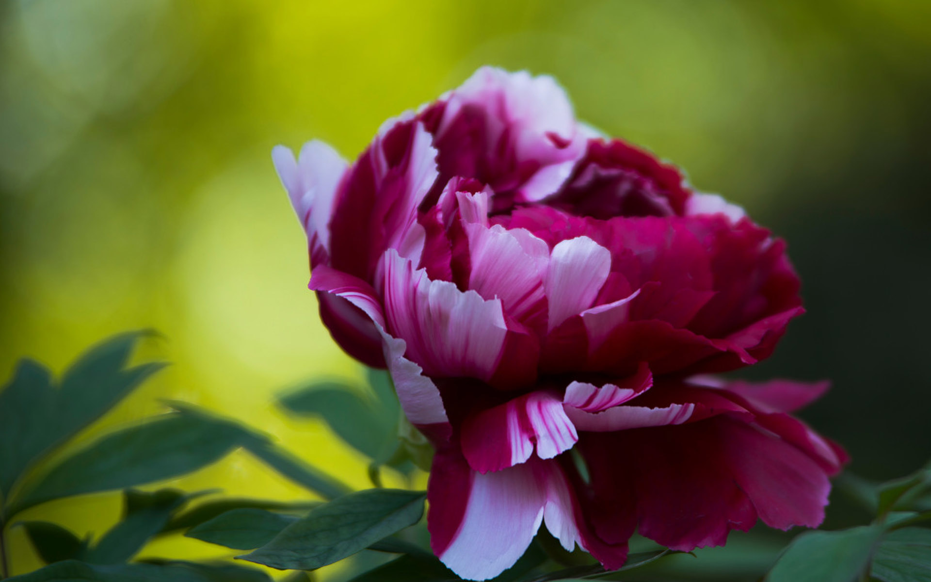 唯美绽放的牡丹花高清图片桌面壁纸