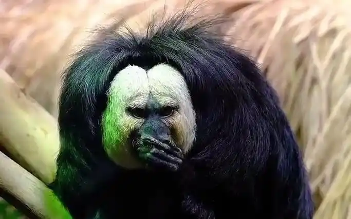 丑萌丑萌的的猴子杜杜