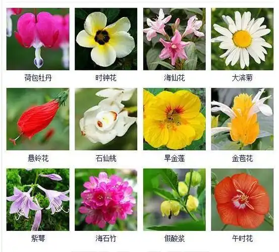 花友们都想拥有的432种常见花名大全可以自己打造一个花园