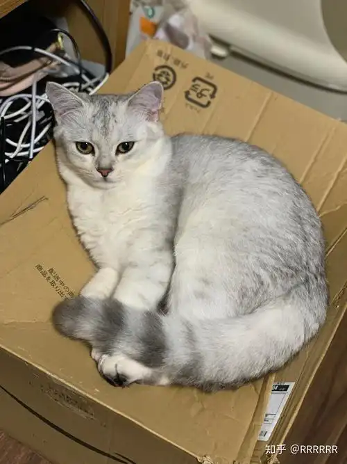 养一只英短银渐层是一种怎样的体验