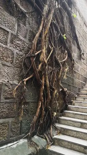 根深叶茂(黄葛树)