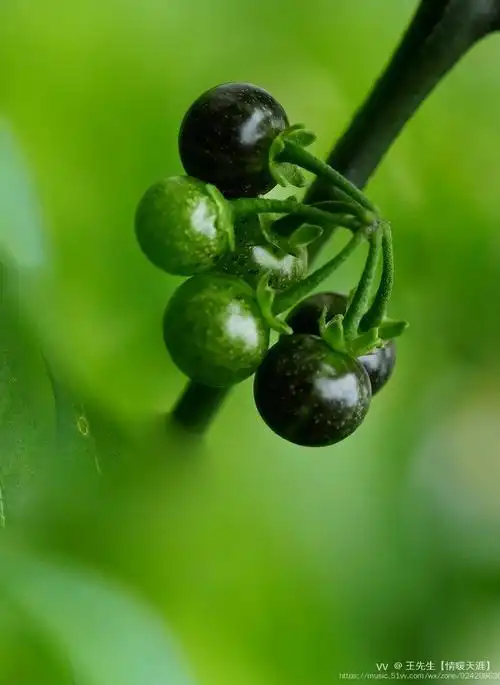 龙葵花开摄影首发