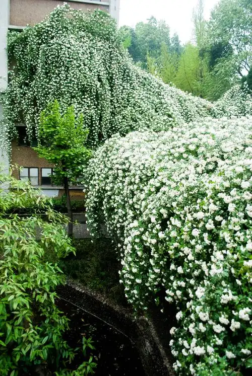 唱了这么多年的七里香是时候认识一下这种植物了