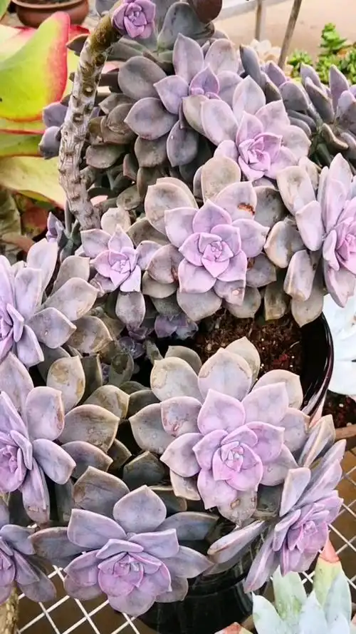 多肉植物#紫乐,一个长着长着就变美的品种,你值得拥有!