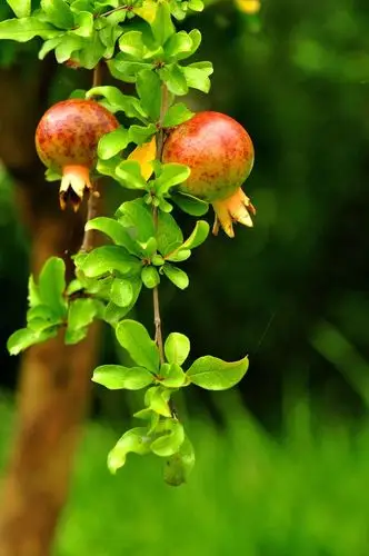 【石榴摄影图片】生态摄影_太平洋电脑网摄影部落