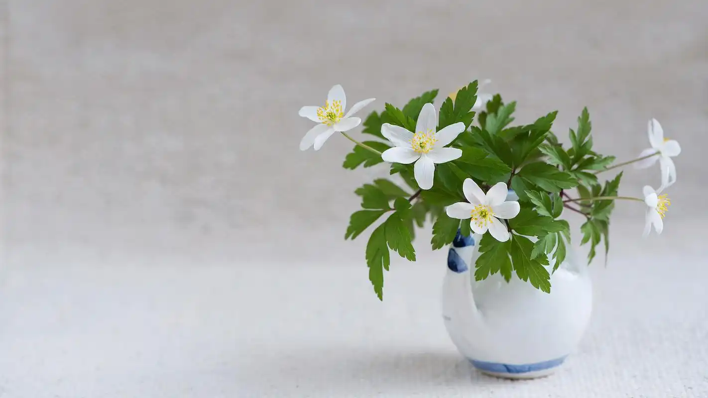文艺清新的花瓶静物写真高清宽屏壁纸