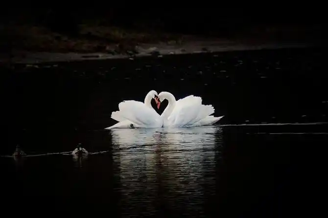 黑天鹅!白天鹅! 【24】