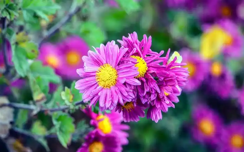 紫色花绽放,春天 壁纸 - 1920x1200