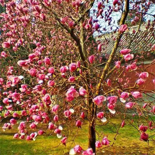 鲜花头像老年人