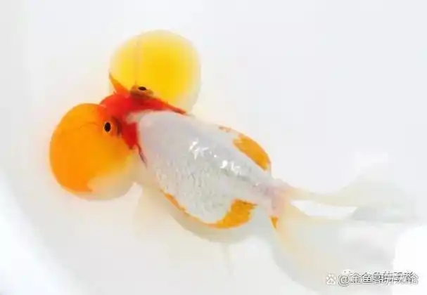 从金鱼的便便能看出金鱼有什么问题吗?我觉得这只是一点