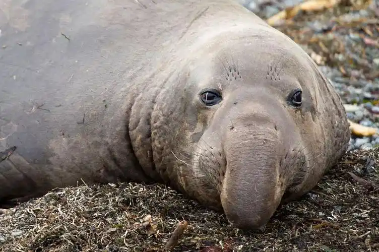 象海豹:海滩上的土肥圆大叔