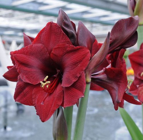 荷兰朱顶红种球