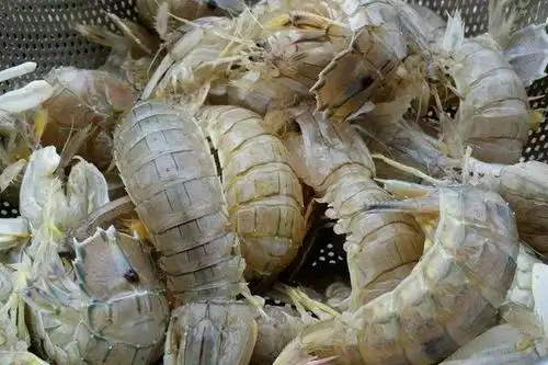 濑尿虾怎么吃 濑尿虾怎么剥 濑尿虾怎么清洗