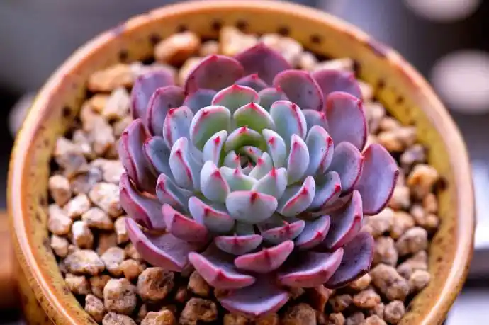 请问这个多肉植物是什么?是蓝姬莲还是劳伦斯 还是蓝苹果