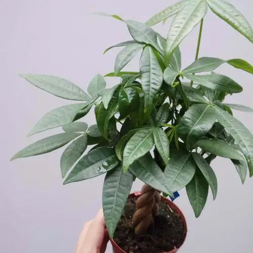 号称"养不死"的盆栽放在家里,让人身体越来越棒,几乎没人知道