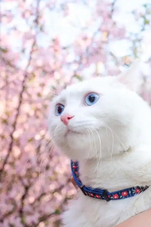 猫生第一次出门看樱花,开心到眼睛发亮口水分泌!