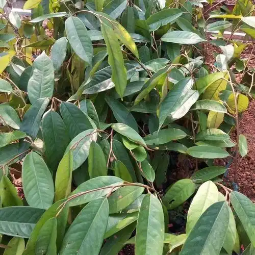 榴莲树苗榴莲小苗各种规格供应量大从优