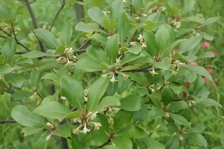 夏季绿地乡土观果树种厚皮香