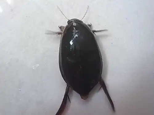 学校里面最近有超级多的黑色甲虫不怕水