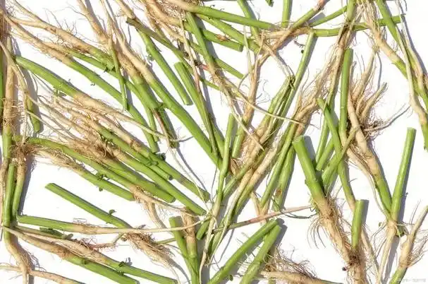 芦根为禾本科植物芦苇的地下茎