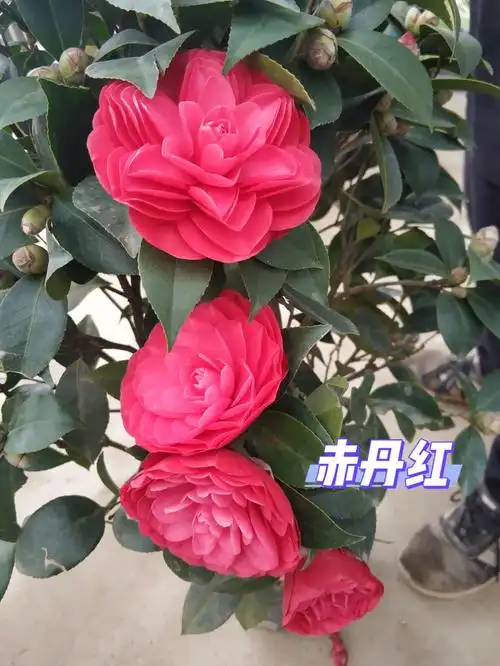 中国十大名花-茶花,山茶花养护