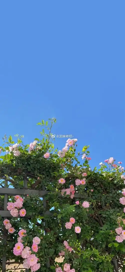 壁纸 花 桌面 690_1493 竖版 竖屏 手机