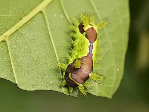 危害较重的主要有黄刺蛾,桑褐刺蛾,扁刺蛾,丽绿刺蛾,褐边绿刺蛾,两色