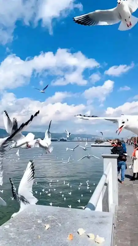 今天的昆明终于可以看到蓝天白云了蓝天白云晴空万里彩云伴海鸥