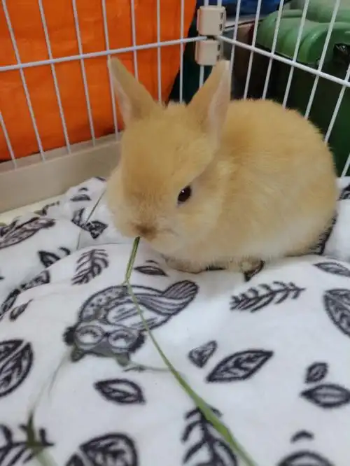 可可爱爱没有脑袋的小兔子