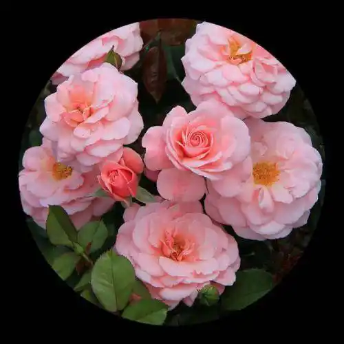 最适合微信头像的图片超美的花朵组图