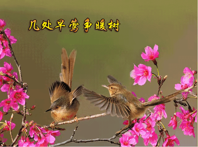 639_474gif 动态图 动图