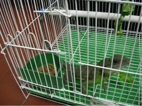 "蜥蜴之王"——如何更好的养护和管理鬣蜥的知识