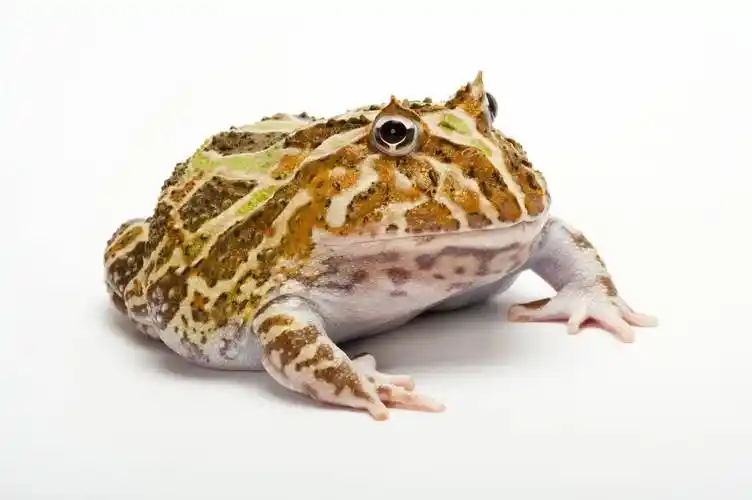 角蛙饲养入门(一):你适合养角蛙吗?新手如何选角蛙