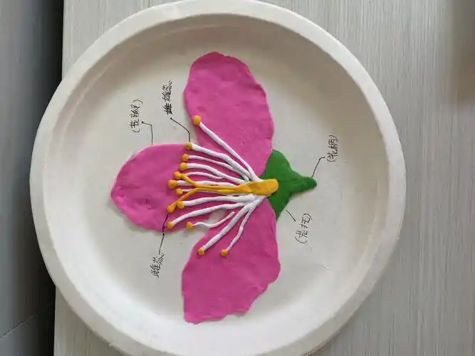 "指尖上的生物"——神木市第十二中学七年级生物模型制作大赛