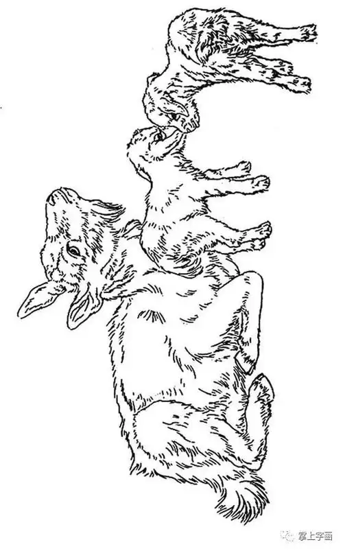 白描动物之 山羊,牦牛,老虎篇