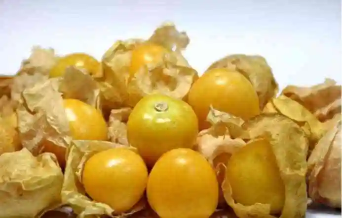 这些你不知道的野生灯笼果作用一定要了解!