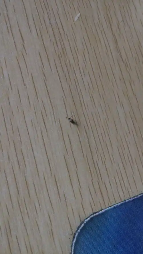 家里这个是什么虫子,黑色,有翅膀,会飞.很喜欢盯人,手上脚上痒痒的.