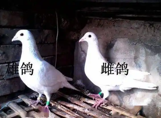 手把手教你判断鸽子公母准确率高达99