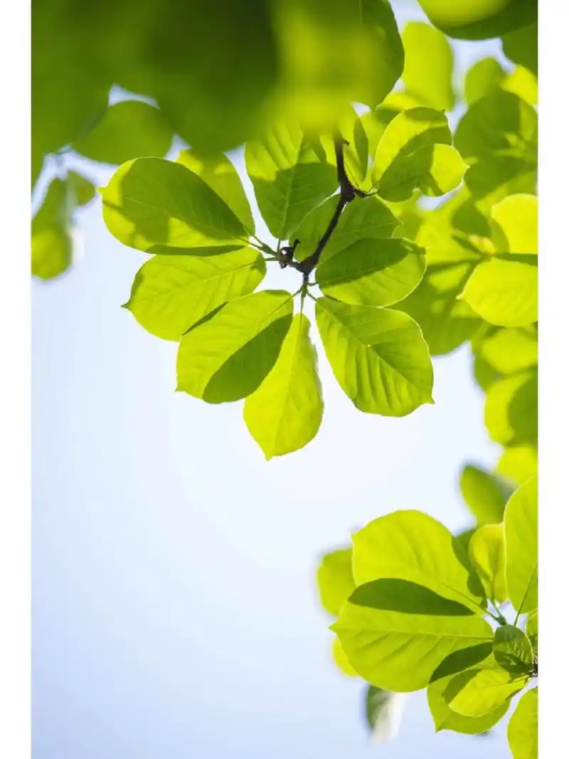玉兰树叶 玉兰花谢了之后不要错过它的叶子哟!