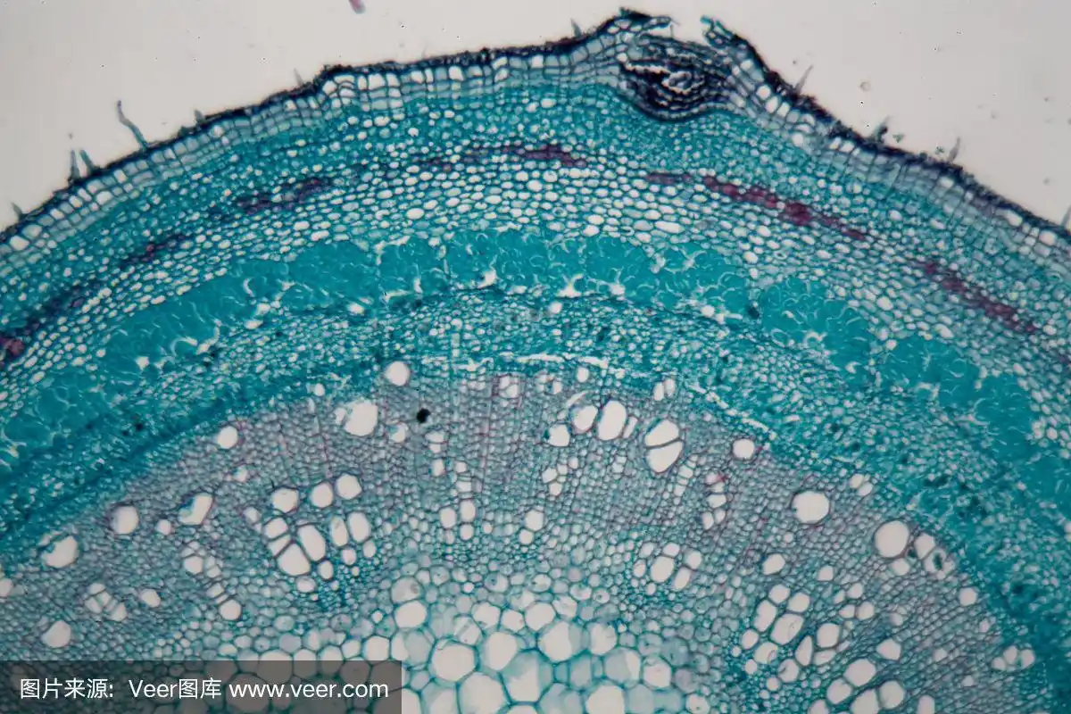 小扁豆植物的干细胞在显微镜下