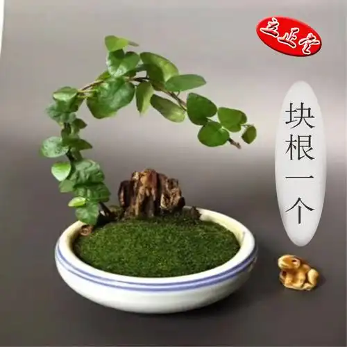 花卉盆栽 四季常青_藤三七盆栽办公桌绿植阳台绿荫庭院花卉四季常青好