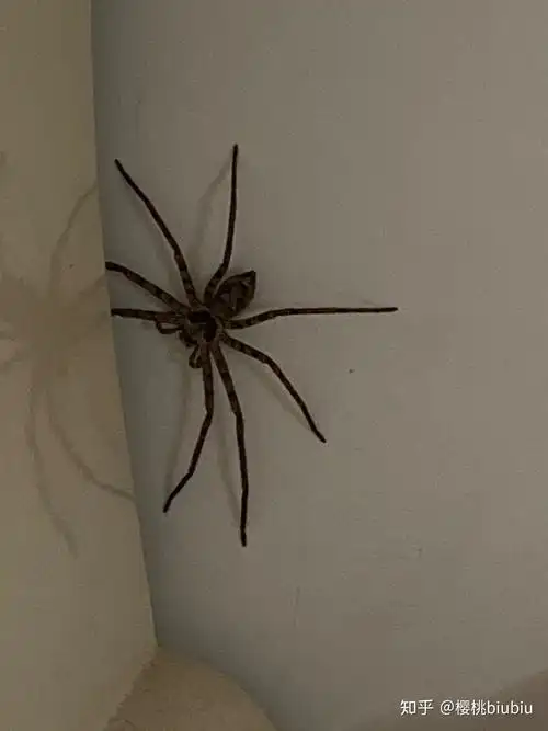 卧室里的大蜘蛛