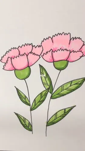 康乃馨简笔画