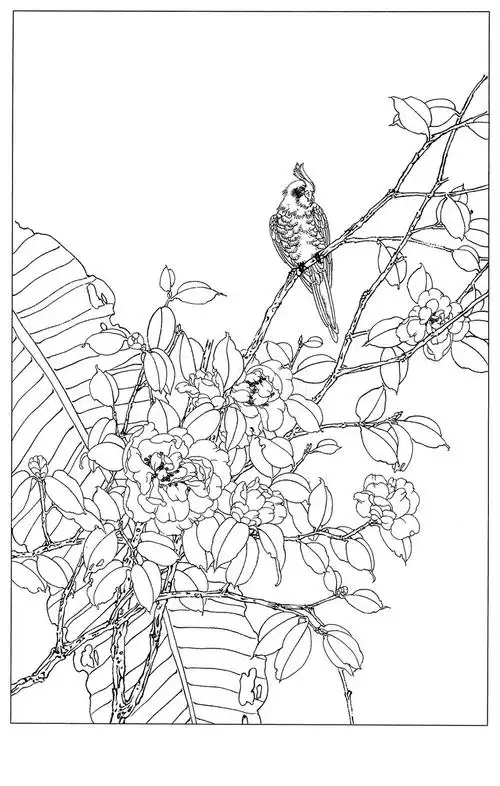 工笔白描图工笔画素材《茶花白描图1》0022工笔画素材《茶花白描图1》