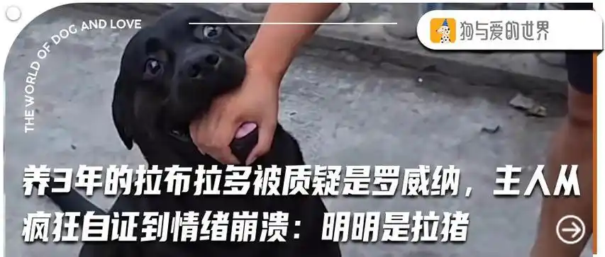 主人严禁萨摩耶和黑狗谈恋爱却遭全网质疑直到网友这婚事我不同意